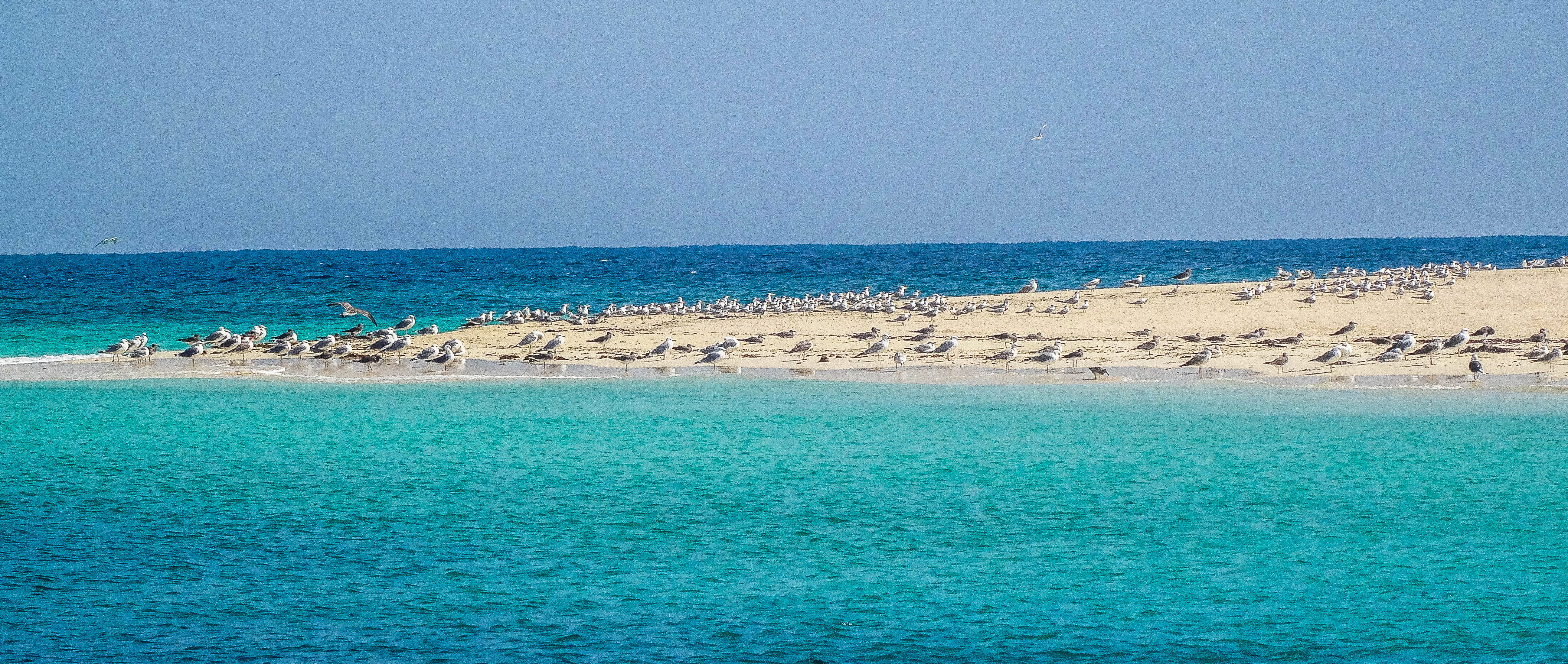 Maritime birds at Farasan Islands (photo: Florent Egal)