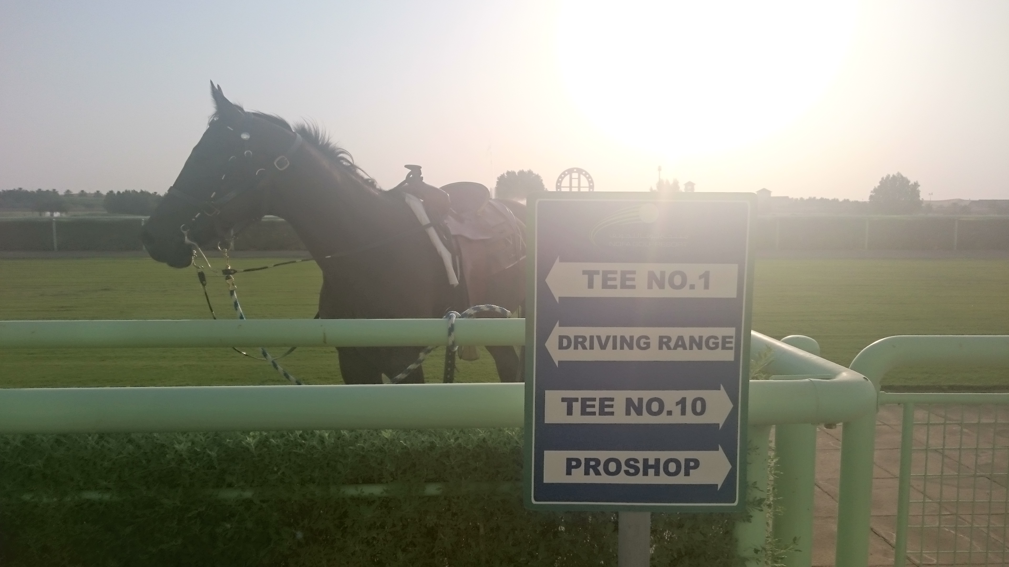 Horses are exercised early in the morning at Nofa Golf Course