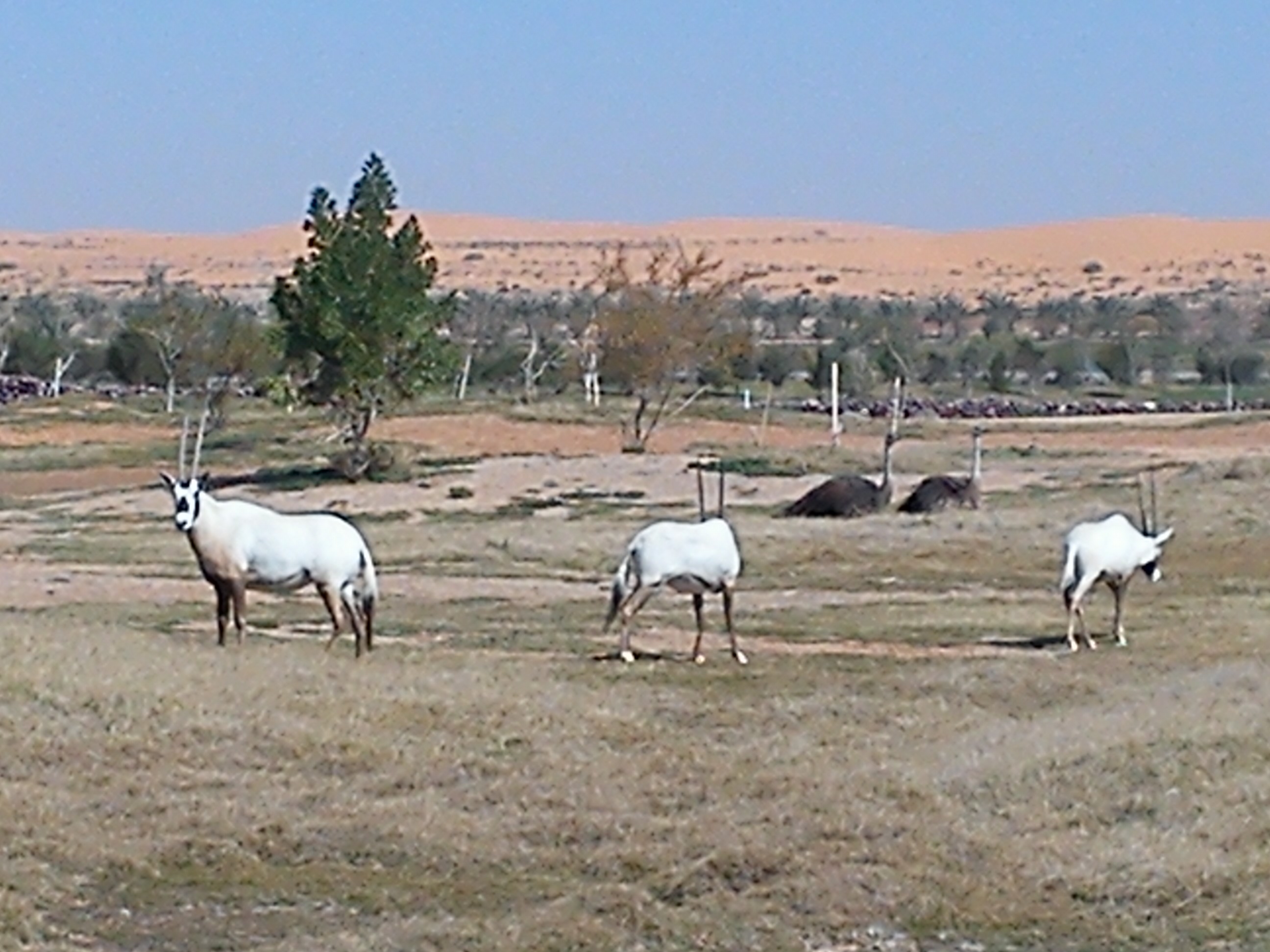 Arabian Oryx and ostrich at Nofa Golf Club