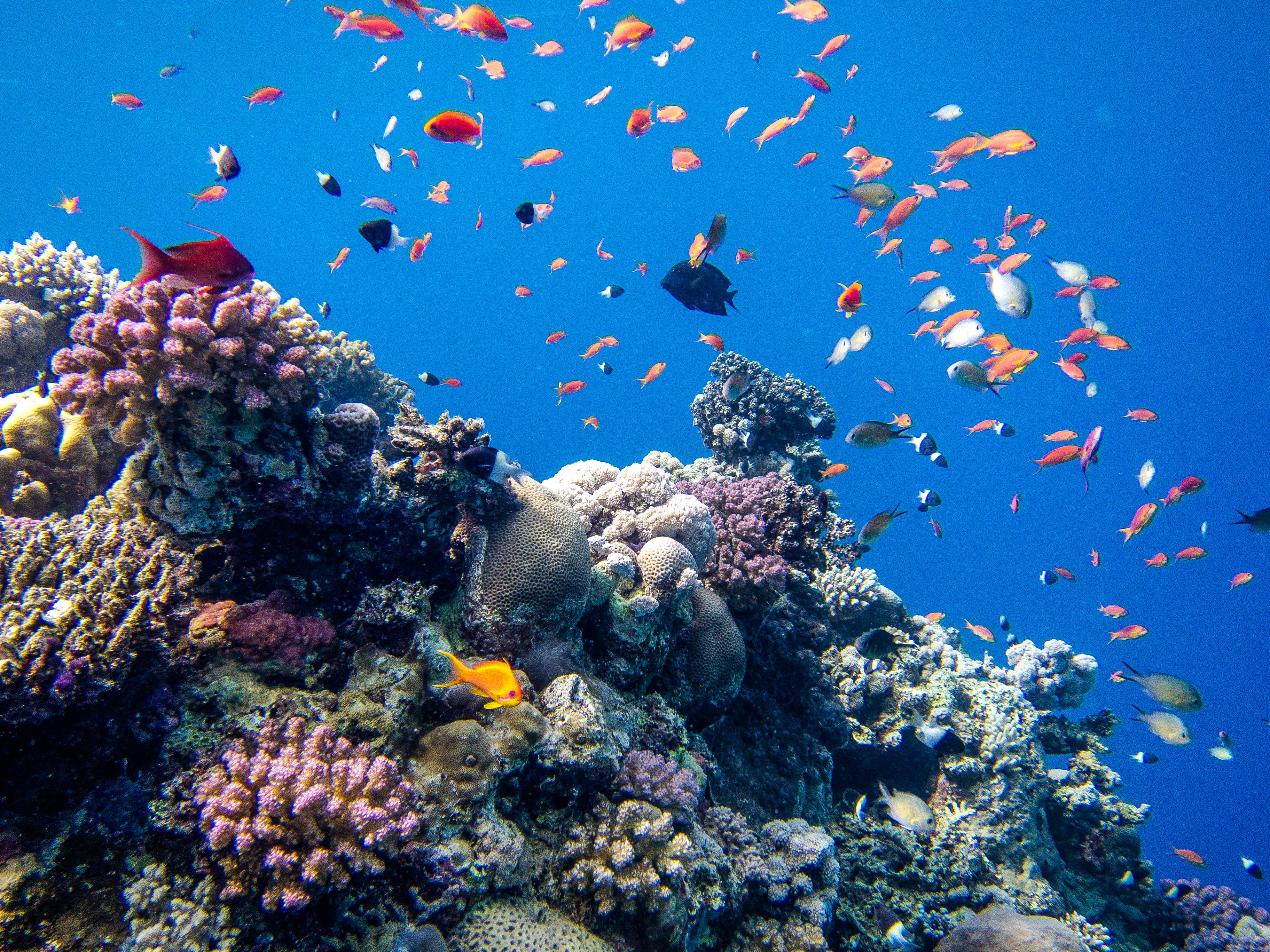 Coral reef in Obhur (photo: Ilkka Tuohela)