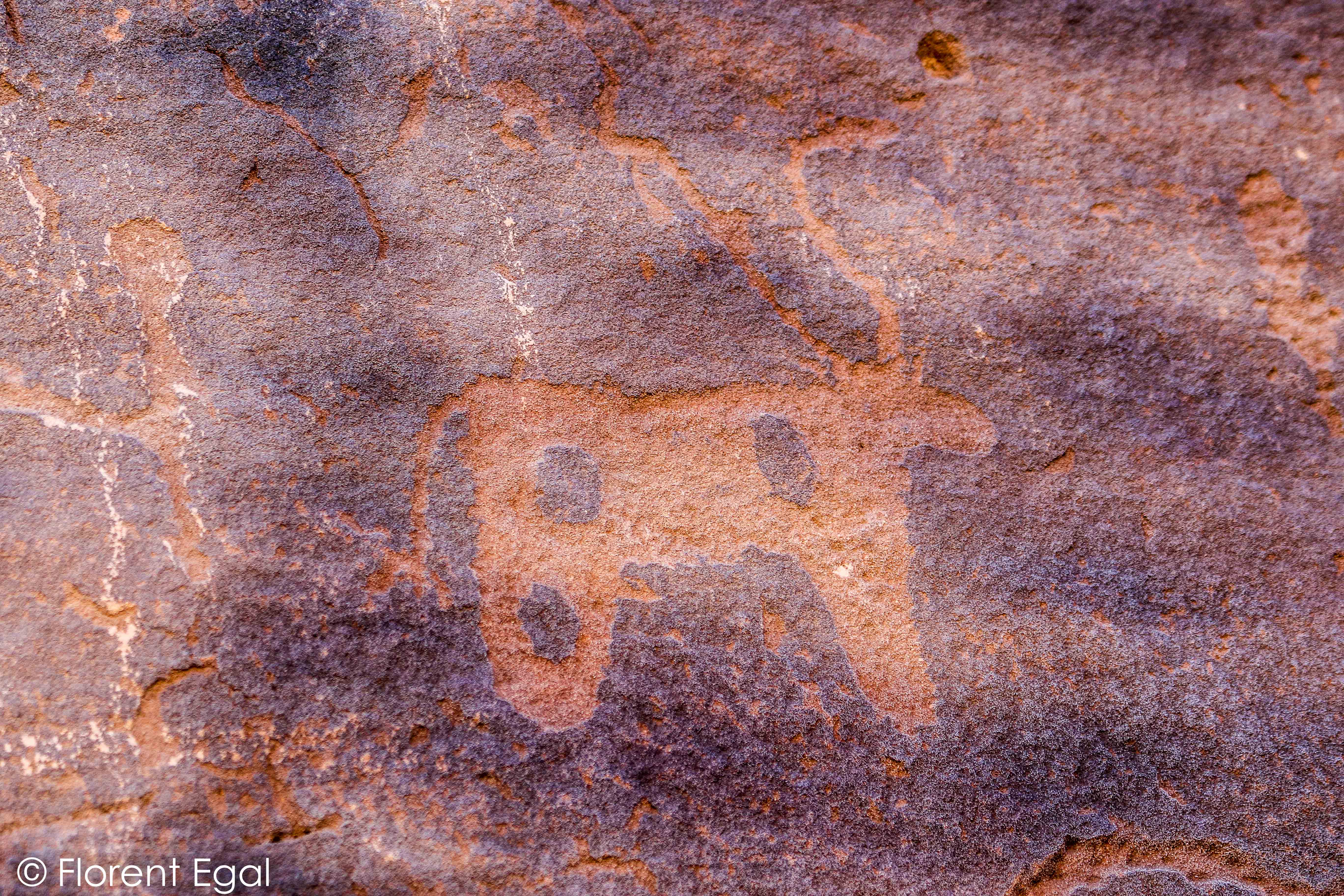 "Lyre-shaped horns" buffalo (photo: F. Egal)