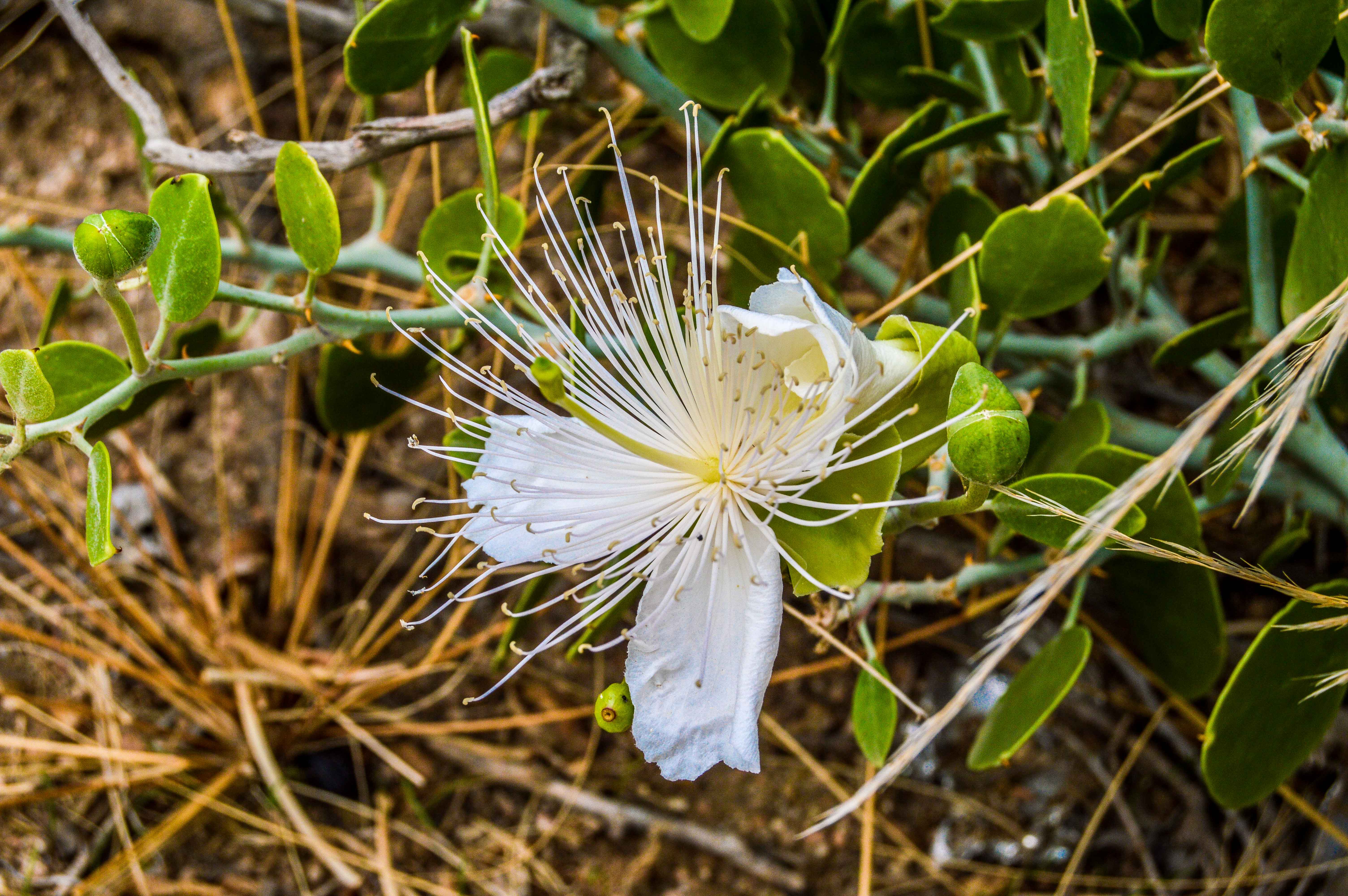 Capparis Cartilaginea (photo: Alan Morrissey)